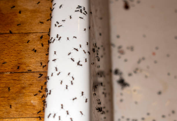 Flea Control Services in Washington Court House, OH